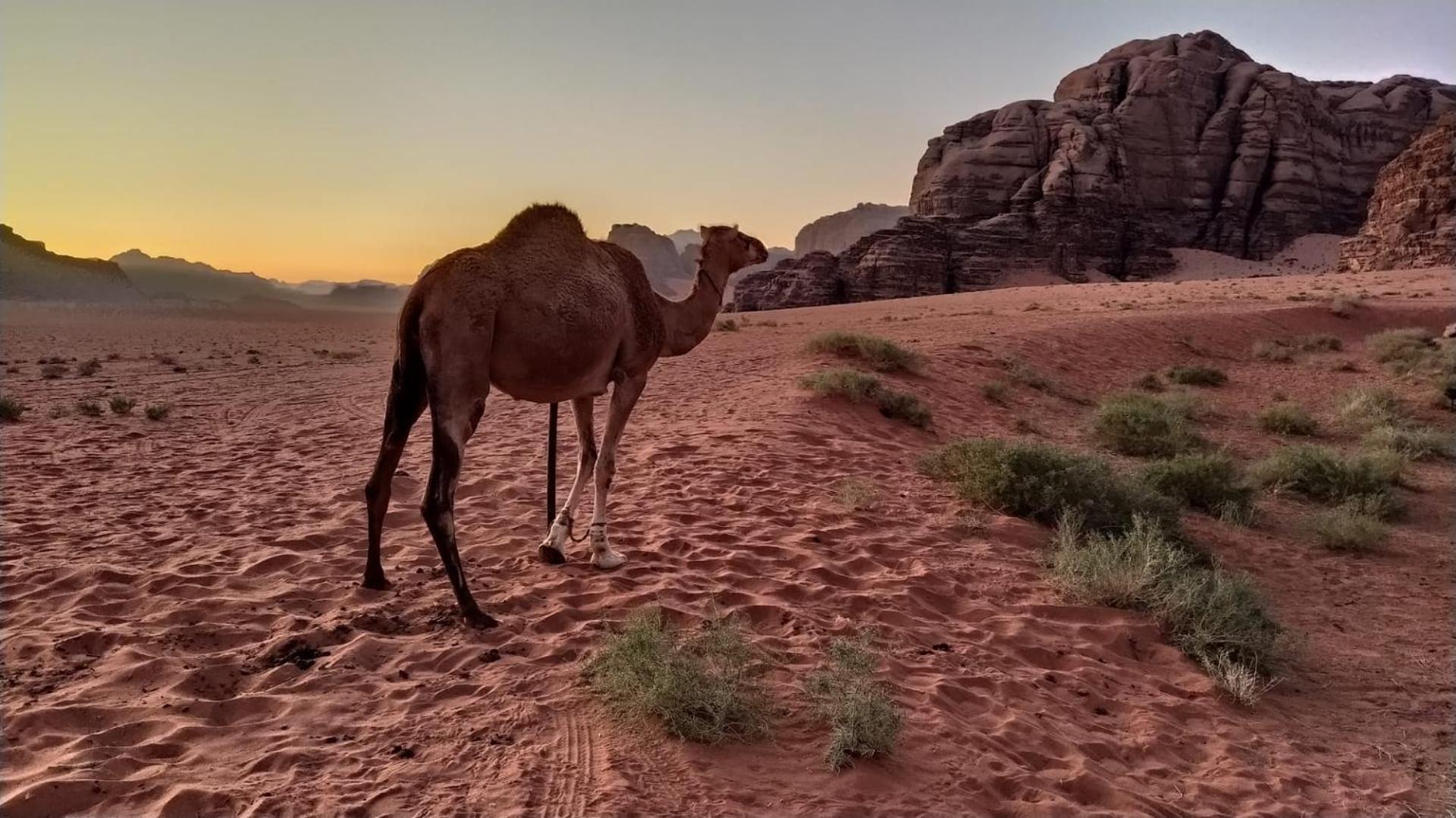 Wild Of Wadi Rum Exteriér fotografie