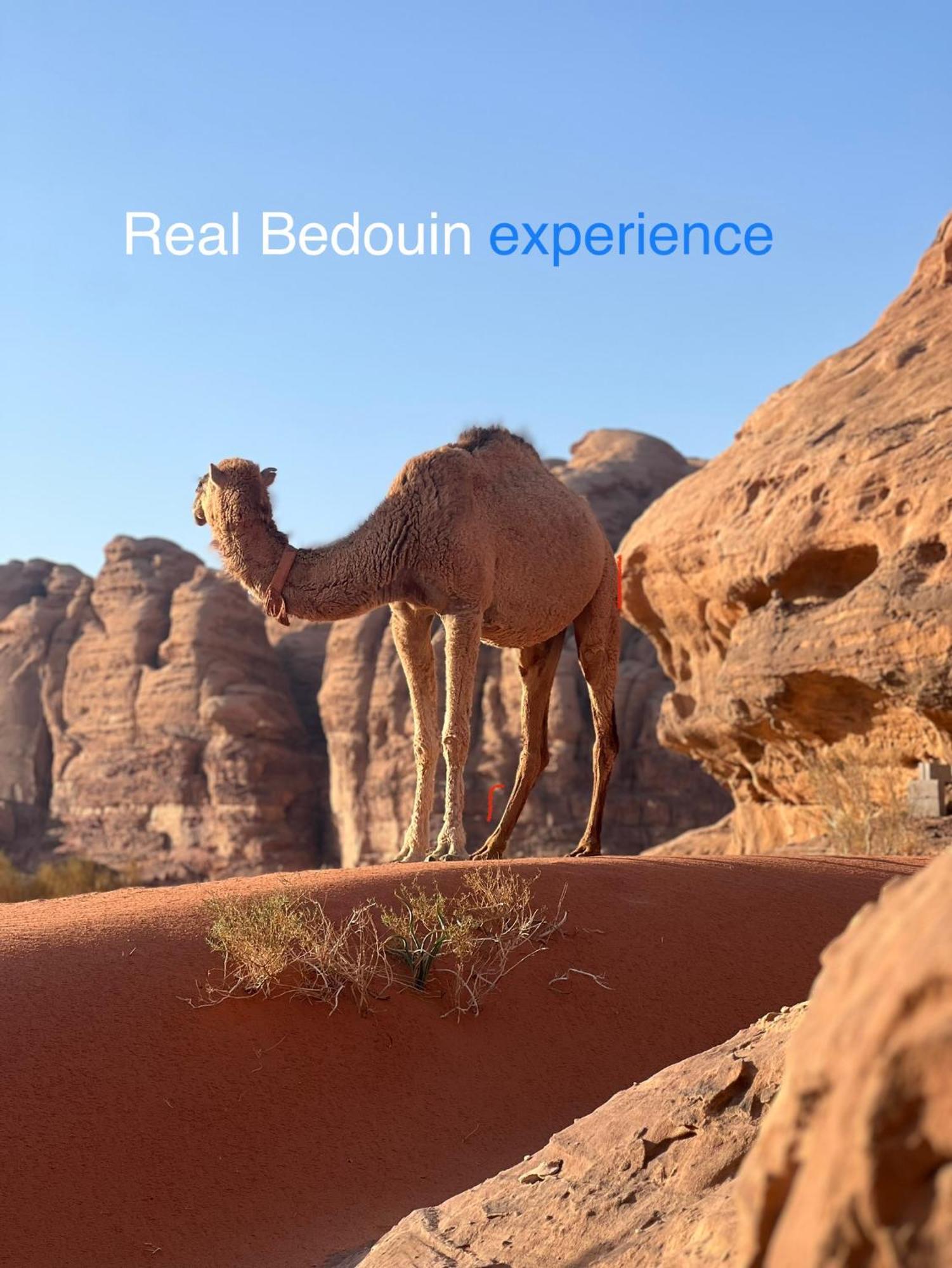 Wild Of Wadi Rum Exteriér fotografie
